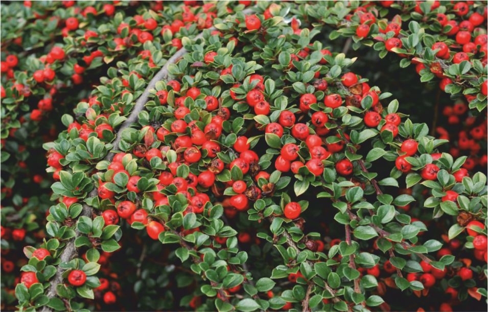 Cotoneaster Horizontalis - Dağ Muşmulası