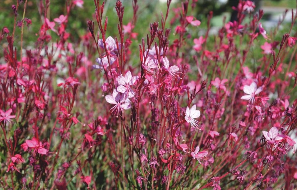 Gaura Lindheimeri - Gaura Çalısı