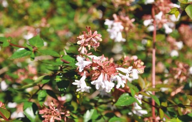 Abelia Grandiflora - Abelya