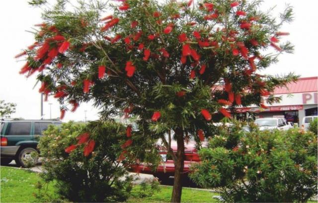 Callistemon Citrinum - Fırça Çalısı