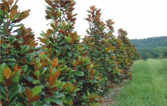 Magnolia Grandiflora - Manolya