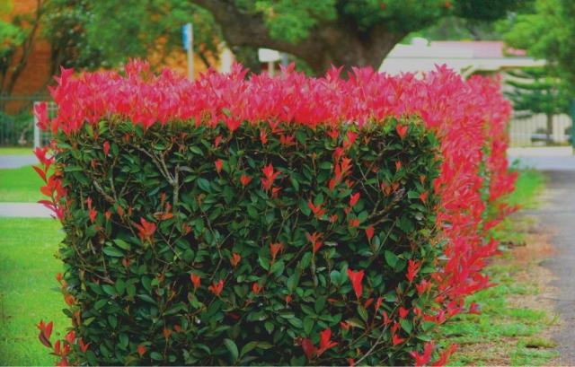 Photinia Fraseri Red Robin - Alev Çalısı