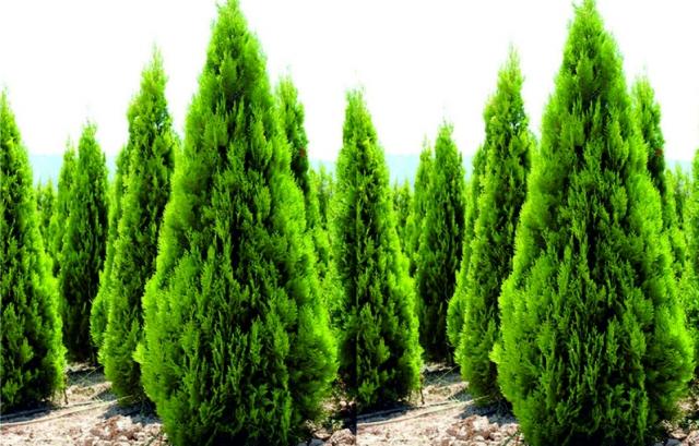 Thuja Orientalis - Mazı