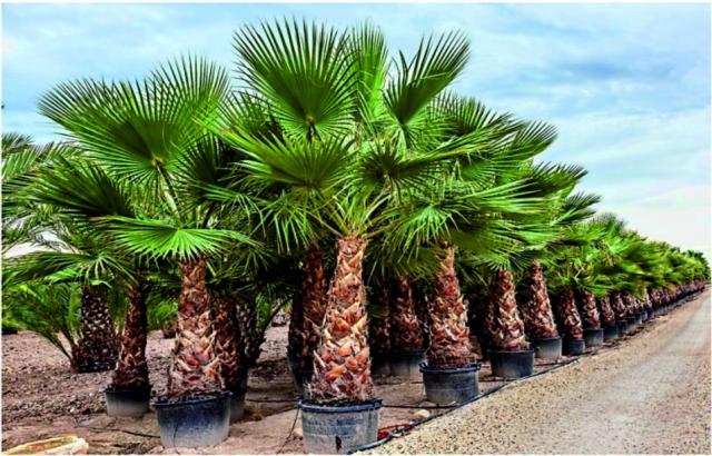 Washingtonia Robusta - Palmiye